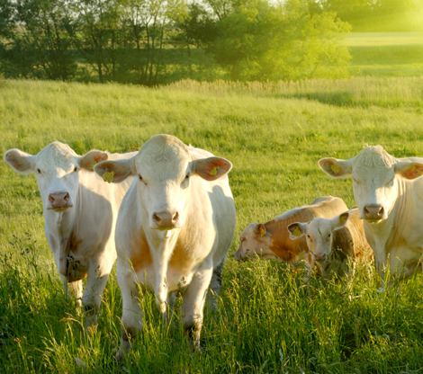cows-in-field.jpg