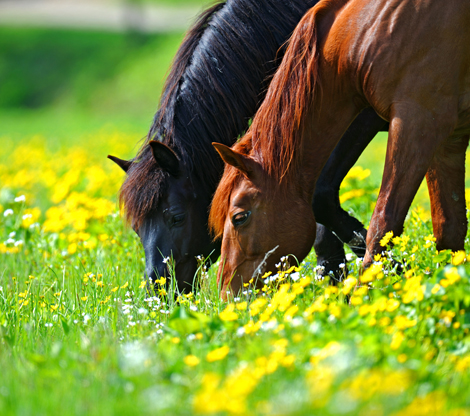 horses-in-field.jpg